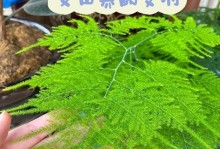 文竹养护之害怕晒太阳（室内装饰植物的注意事项）