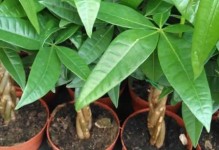 鹅掌木浇水的正确方法（让您的鹅掌木茁壮成长）