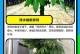 小盆发财树维护指南（打造繁盛和幸福的家居装饰品）