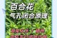 百合叶子全黏黏，揭秘其背后的奥秘（探索百合叶子黏黏的成因及可能的应用领域）