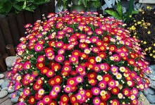 幸福常驻，春夏秋冬都有花开——关于雏菊四季开花的探究（探究雏菊的四季开花特点和适宜条件）