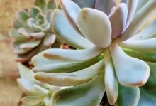 多肉植物（如何选择合适的栽培方式）