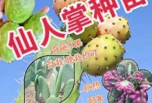 仙人掌在卧室的益处与注意事项（仙人掌是安静卧室的理想植物）