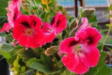 蝴蝶梅在冬天开花（奇妙的冬季花卉）