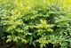 红豆种植技巧