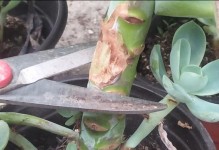 以冬型多肉的养殖全攻略（打造完美多肉植物的养护秘籍）