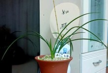 阳台兰花的养护指南（打造美丽阳台的关键秘籍）