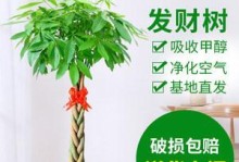 发财树（探寻发财树的环保之路）