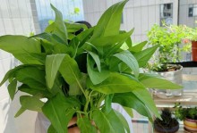 空心菜肥料选择的秘诀（打造肥沃土壤，提高产量质量）