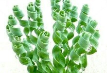 弹簧草的养殖技巧（打造卷曲美观的花园）