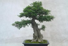 节白蜡的风水寓意与摆放位置（揭秘节白蜡在风水学中的奥秘，如何巧妙利用节白蜡营造良好的氛围）