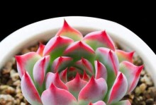 多肉植物的爆盆养殖方法（让多肉植物健康生长的技巧）