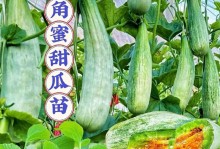 羊角蜜瓜的种子收集与保存方法（如何正确收集和保存羊角蜜瓜的种子？）