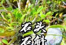 探究以铁皮石斛种在石头上的方法与技巧（铁皮石斛的独特种植方式及养护要点）