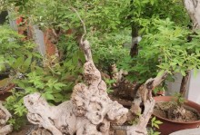 黄荆的养殖方法及养护要点（打造美丽园林，从黄荆开始）