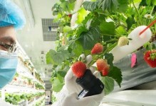 四季草莓生长技巧（春夏秋冬草莓浇水时间表）