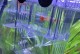 凤尾繁殖的技巧与方法（掌握凤尾繁殖的关键，让您的水族箱充满生机）