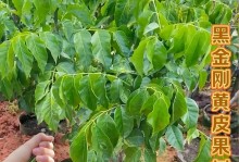 黄皮果树的风水寓意和摆放位置（从古到今，黄皮果树给我们带来的福运和吉祥）