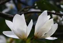 兰花的象征与风水（解析兰花寓意，探讨兰花在风水中的地位）