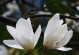 兰花的象征与风水（解析兰花寓意，探讨兰花在风水中的地位）