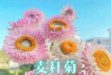 麦秆菊的开花之谜（探索麦秆菊的花开奥秘，揭示其迷人之处）