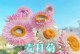 麦秆菊的开花之谜（探索麦秆菊的花开奥秘，揭示其迷人之处）