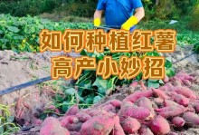 红薯的种植和收获时间