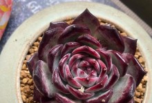 多肉玉露的养殖方法及技巧（打造自家多肉花园，让玉露盛放四季）