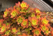 如何养出艳日辉的最佳状态？（打造养殖技巧，让艳日辉更加健康、美丽）