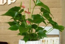 五行属火的植物盆栽推荐（打造热情奔放的室内花园，让你的生活更有活力）