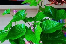 红薯的开花时间（探究红薯开花的时期和条件）