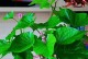 红薯的开花时间（探究红薯开花的时期和条件）