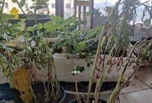 玛格丽特的修剪方法（打造美丽、健康的玛格丽特）