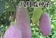 八月炸籽的营养价值及食用方法（探究八月炸籽的健康益处，让你品尝出自然的美味）