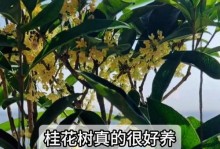 冬季怎样养护桂花（让你的桂花在寒冷的冬季绽放绚丽的花朵）