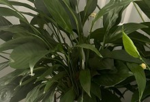 一帆风顺的花怎么死了？（探寻一帆风顺花的失落与命运转折）