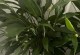 一帆风顺的花怎么死了？（探寻一帆风顺花的失落与命运转折）