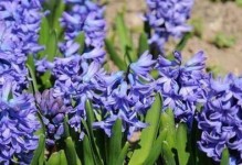 风信子的种植与养护（时间、方法、技巧一网打尽）