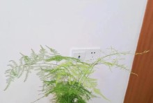 以文竹怎么挪盆剪根（养殖秘籍及技巧分享）