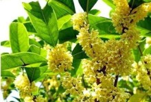 桂枝树与桂花树的区别（从外观、用途、生态环境等角度比较）
