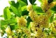 桂枝树与桂花树的区别（从外观、用途、生态环境等角度比较）