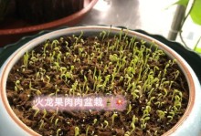 火龙果种子发芽时间及种植技巧（从种子到果实，种植火龙果需要注意什么？）