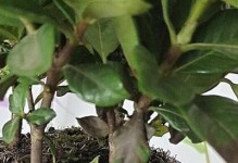 养护盆上吊竹梅，让它生长更茂盛（盆上时间、浇水、施肥、修剪等关键技巧一网打尽）