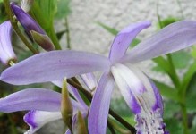 白芨的生长周期（探究白芨生长周期的时间和特征）