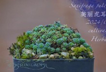 虎耳草种植指南（了解虎耳草的生长条件和种植技巧，打造美丽花园）