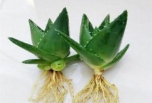 芦荟除甲醛，一种天然的解决方案（了解芦荟的吸附能力、使用方法及效果）