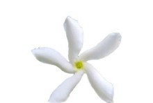 芳香爬藤花卉的奇妙世界（品味生命之美——探究芳香爬藤花卉的魅力）