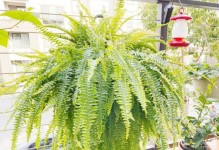 了解肾蕨——一种珍贵的被子植物（探寻肾蕨的特点、分类和用途）
