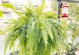 了解肾蕨——一种珍贵的被子植物（探寻肾蕨的特点、分类和用途）