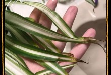 为什么吊兰叶子老是发黄？（探究吊兰发黄的原因和解决方法）